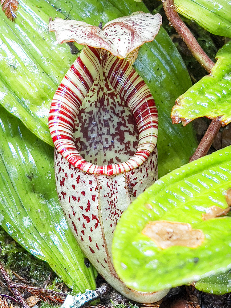 A Raffles' Pitcher-plant, Nepenthes rafflesiana, in the Sepilok Orangutan Rehabilitation Center, Sabah, Malaysia.