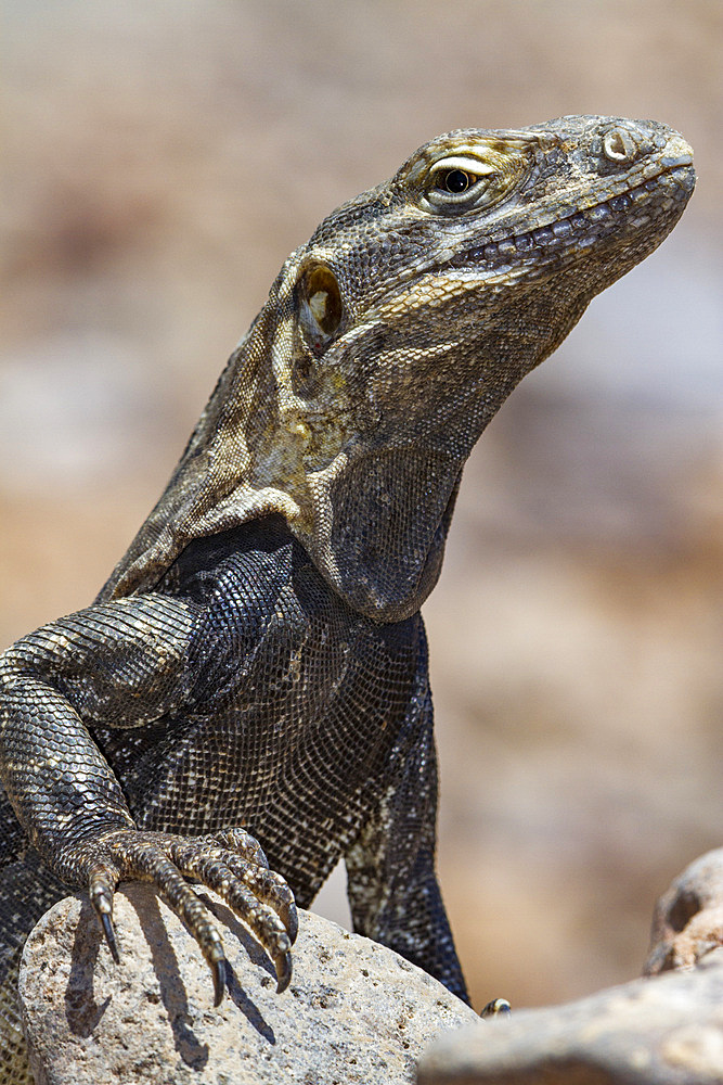 San Esteban spiny-tailed iguana, Ctenosaura conspicuosa, an endemic iguana found only on Isla San Esteban, Mexico.