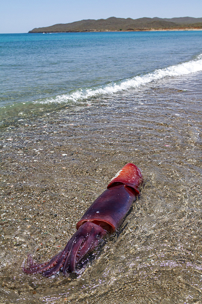 Humbolt squid, Dosidicus gigas, washed up on the beach dead on the Pacific side of Isla Magdalena, Baja California Sur, Mexico.