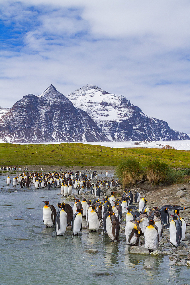 King penguin, Aptenodytes patagonicus, breeding and nesting colony at Salisbury Plains, Bay of Isles, South Georgia.