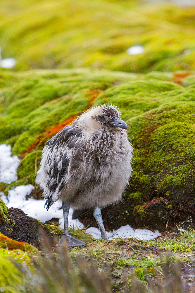 A brown skua, Catharacta antarctica, chick at Stromness Bay on South Georgia Island in the Southern Ocean.