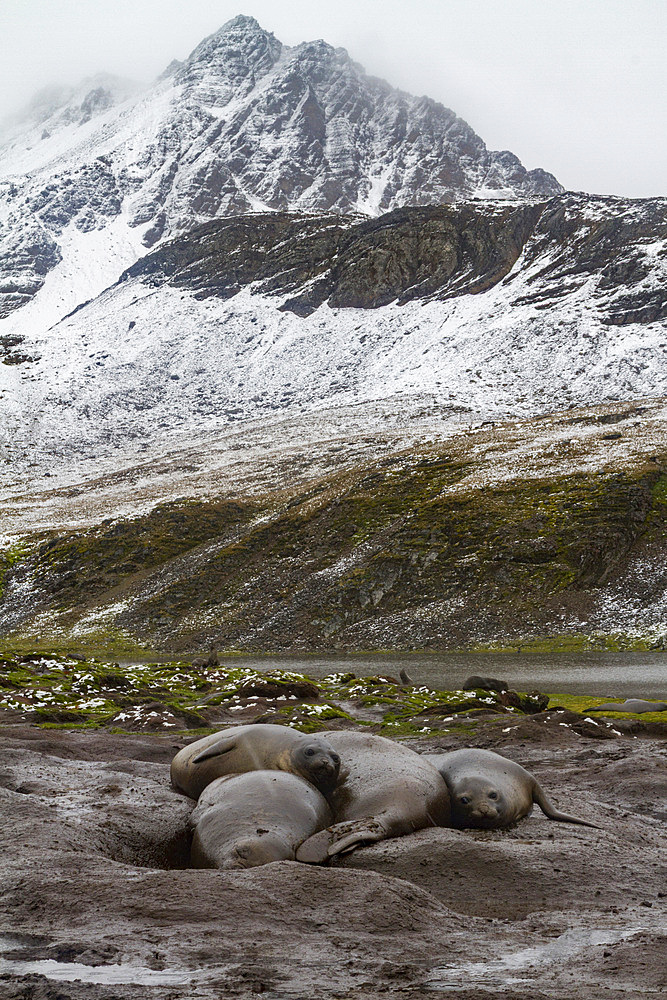 Adult southern elephant seals, Mirounga leonina, moulting on the beach at South Georgia in the Southern Ocean.
