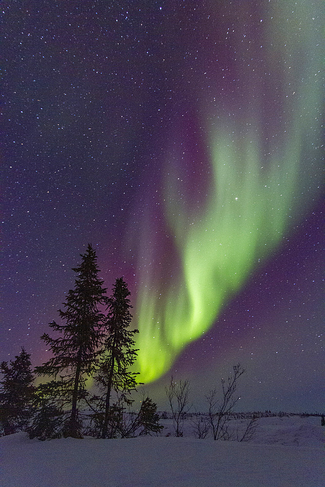 Aurora Borealis, or Northern Lights, over the boreal forest on the Great Slave Lake, Northwest Territories, Canada.