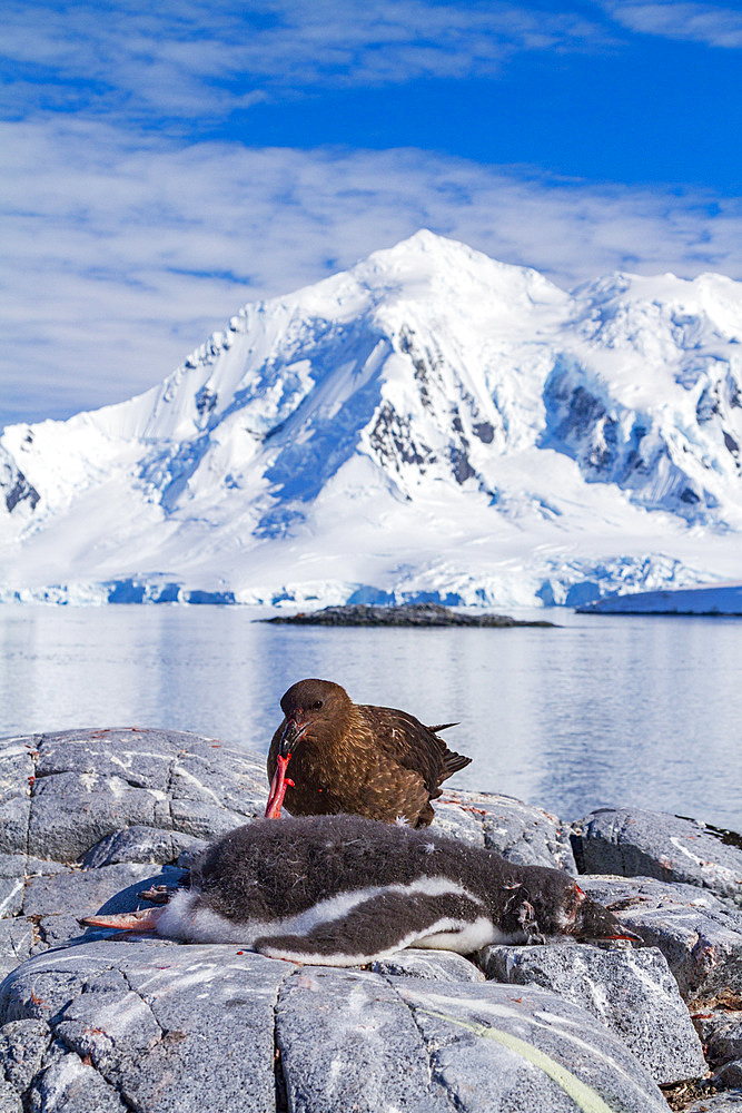 Adult brown skua, Catharacta antarctica, feeding on a gentoo penguin chick on the Antarctic peninsula, Antarctica.