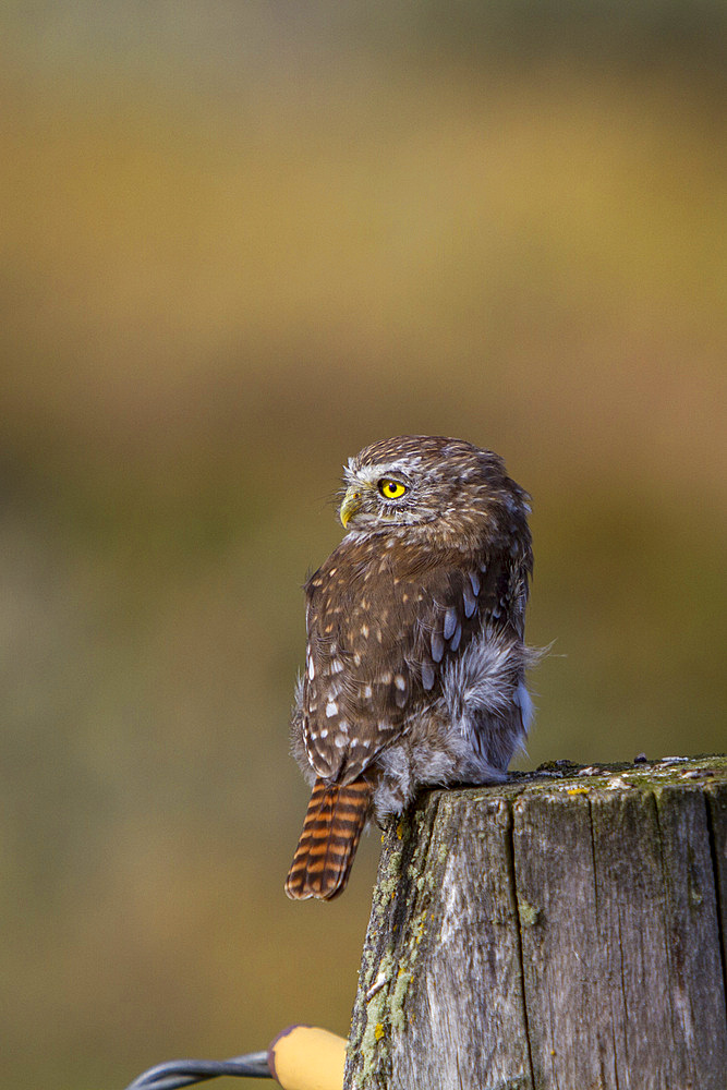 Adult austral pygmy-owl, Glaucidium nanum, at Estancia Harberton outside Ushuaia on Tierra del Fuego, Argentina