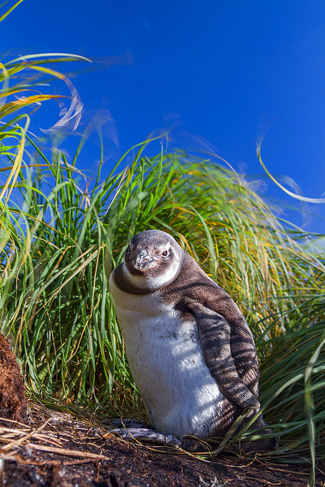 Magellanic penguin chick, Spheniscus magellanicus, at a breeding and molting site in Gypsey Cove, East Island, Falklands.