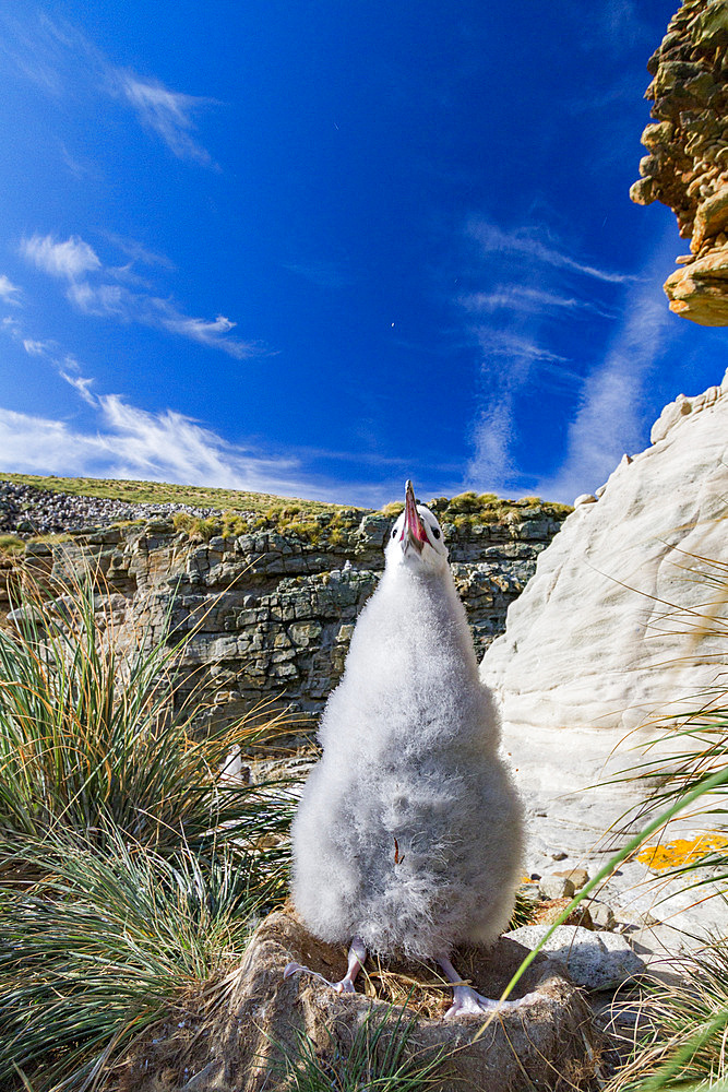 Black-browed albatross, Thalassarche melanophrys, chick in the nest on New Island in the Falkland Islands.