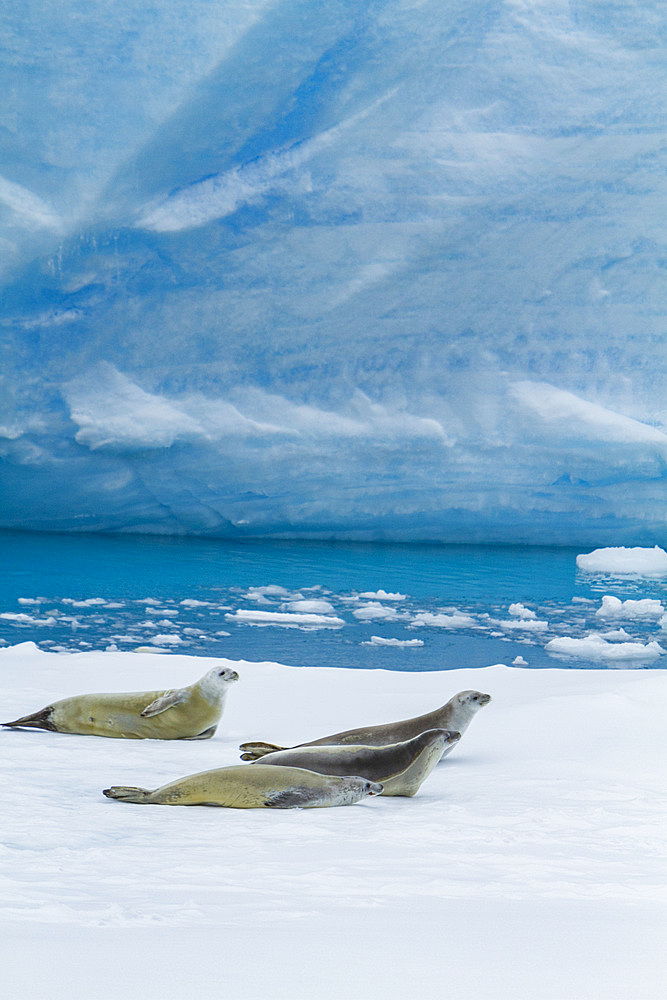 Adlt crabeater seals, Lobodon carcinophaga, hauled out on ice floe near the Antarctic Peninsula, Antarctica.