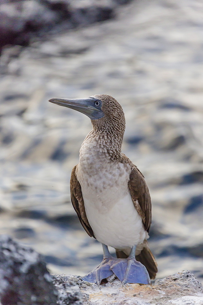 Blue-footed booby (Sula nebouxii) with purple feet at Puerto Egas, Santiago Island, Galapagos Islands, UNESCO World Heritage Site, Ecuador, South America 