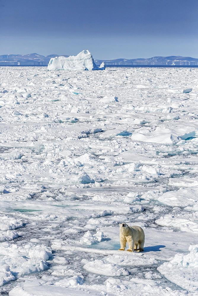 Adult polar bear (Ursus maritimus) on ice floe, Cumberland Peninsula, Baffin Island, Nunavut, Canada, North America