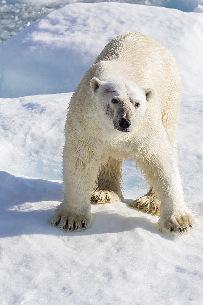 Adult polar bear (Ursus maritimus) on ice floe, Cumberland Peninsula, Baffin Island, Nunavut, Canada, North America