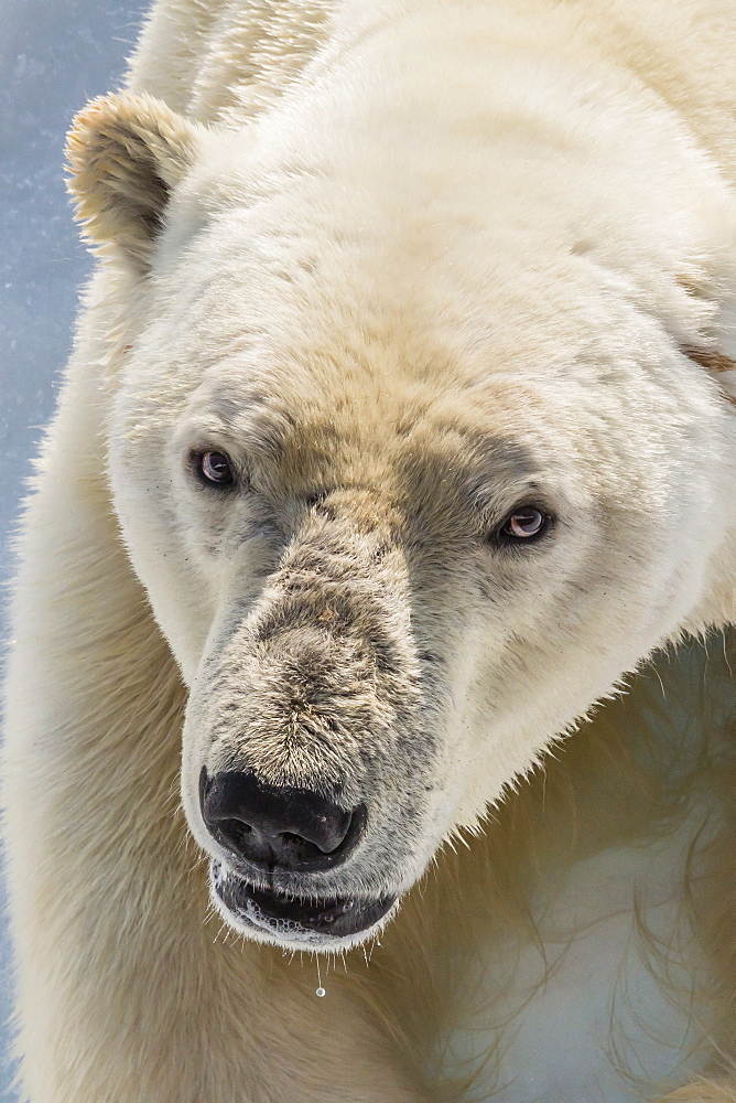 Adult polar bear (Ursus maritimus) close up head detail, Cumberland Peninsula, Baffin Island, Nunavut, Canada, North America