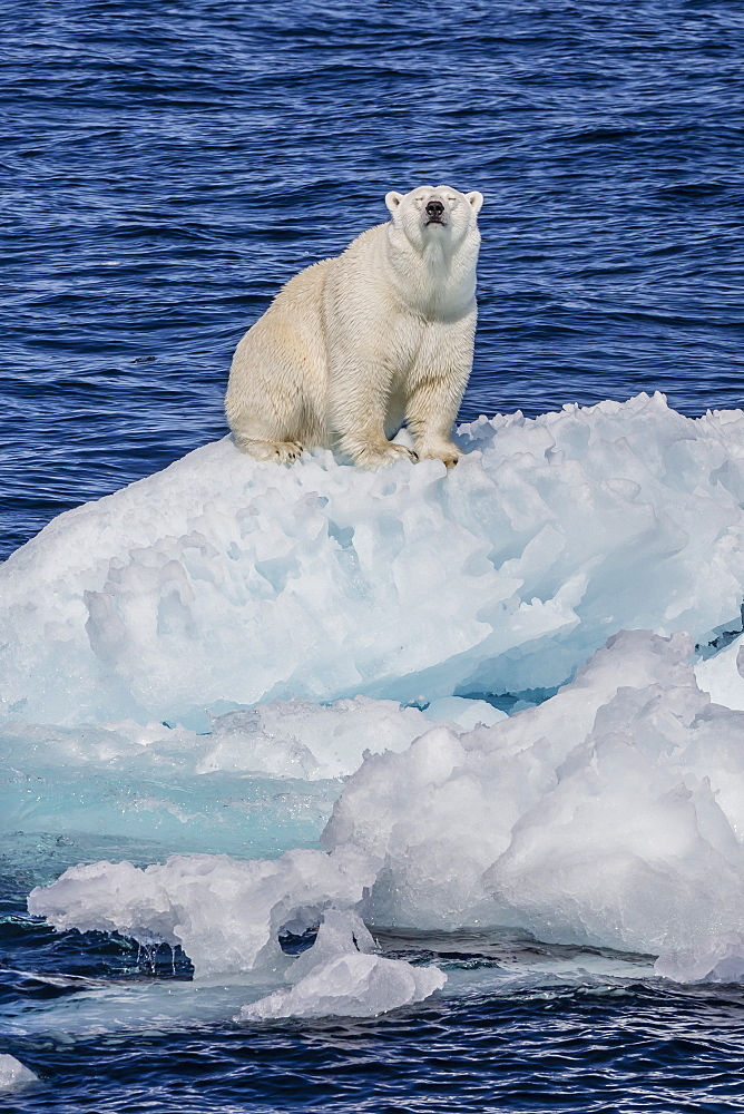 Adult polar bear (Ursus maritimus) on small ice floe, Cumberland Peninsula, Baffin Island, Nunavut, Canada, North America