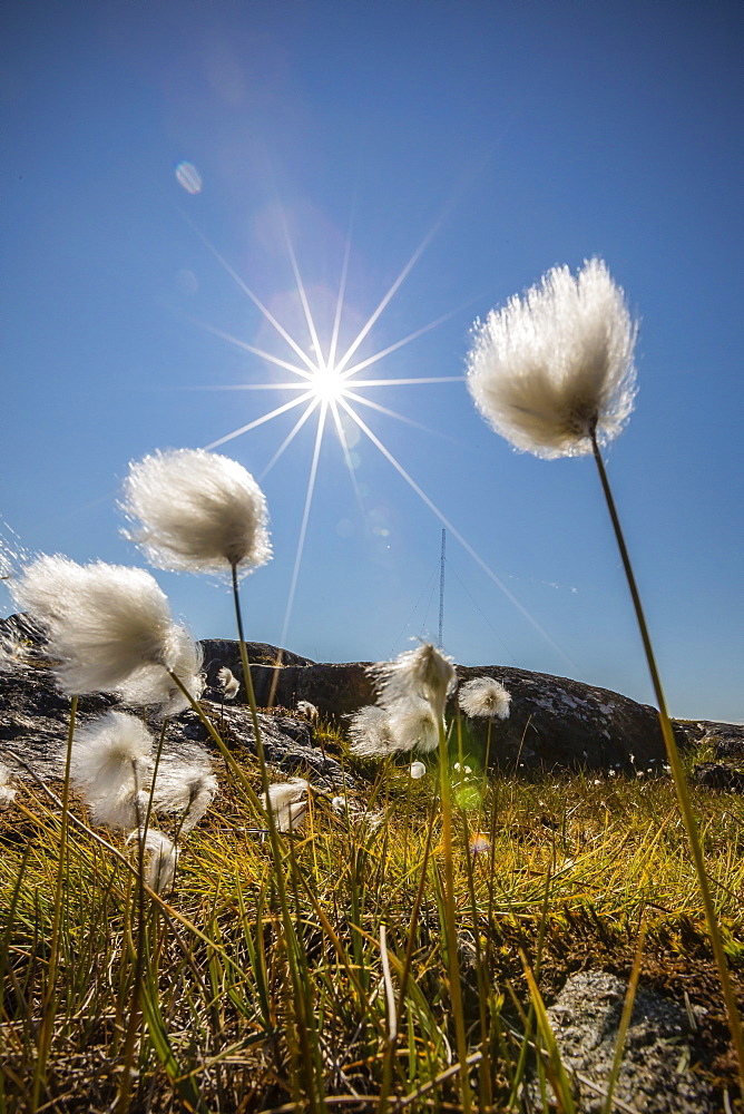 Arctic cotton grass (Eriophorum scheuchzeri) flowering in Sisimiut, Greenland, Polar Regions