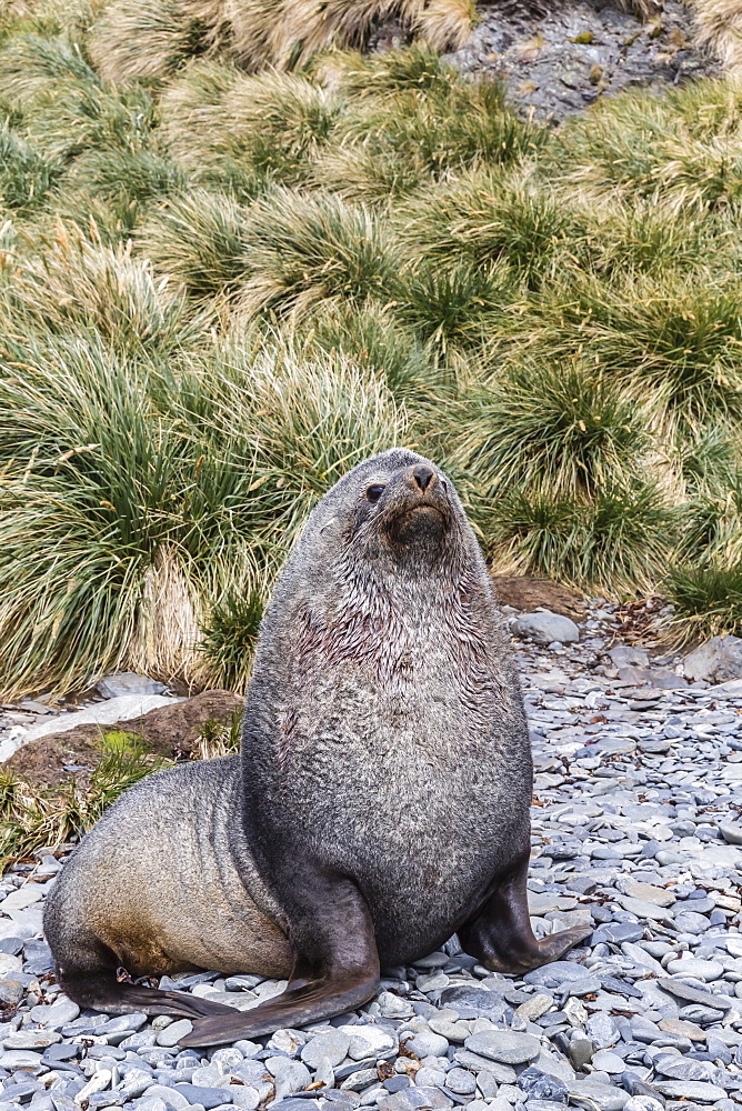 Antarctic fur seal (Arctocephalus gazella) male defending territory, Stromness Harbor, South Georgia, UK Overseas Protectorate, Polar Regions