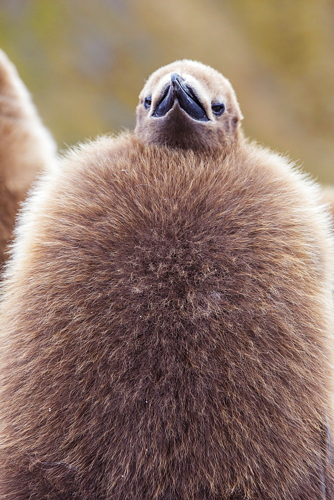 King penguin (Aptenodytes patagonicus), close up of okum boy chick, Gold Harbour, South Georgia, UK Overseas Protectorate, Polar Regions