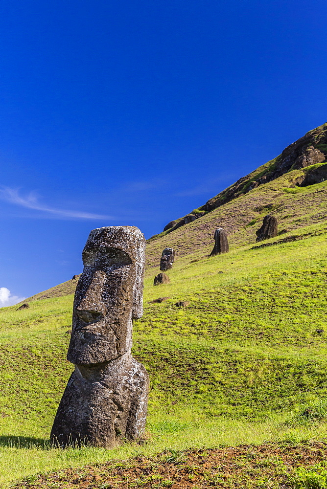 Moai sculptures in various stages of completion at Rano Raraku, the quarry site for all moai on Easter Island, Rapa Nui National Park, UNESCO World Heritage Site, Easter Island (Isla de Pascua), Chile, South America