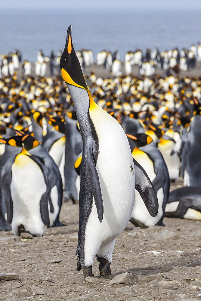 King penguin (Aptenodytes patagonicus) breeding colony at St. Andrews Bay, South Georgia, UK Overseas Protectorate, Polar Regions