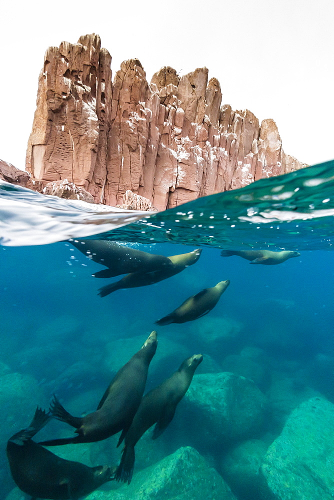 California sea lions (Zalophus californianus) underwater at Los Islotes, Baja California Sur, Mexico, North America