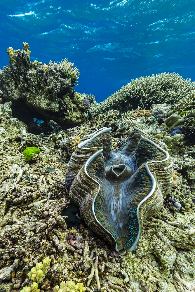 Underwater view of giant clam (Tridacna spp), Pixies Bommie, Great Barrier Reef, Queensland, Australia, Pacific