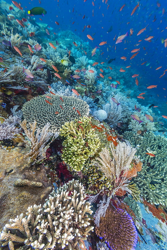 A profusion of coral and reef fish on Batu Bolong, Komodo Island National Park, Indonesia, Southeast Asia, Asia