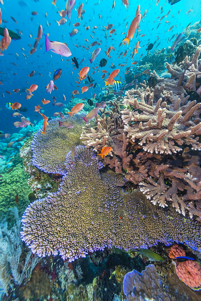 A profusion of coral and reef fish on Batu Bolong, Komodo Island National Park, Indonesia, Southeast Asia, Asia