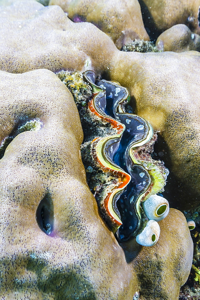 A profusion of hard and soft coral with a giant clam underwater on Tengah Besar Island, Komodo Island National Park, Indonesia, Southeast Asia, Asia