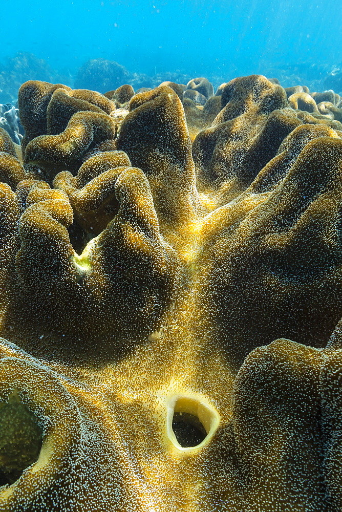 Hard and soft corals on underwater reef on Jaco Island, Timor Sea, East Timor, Southeast Asia, Asia