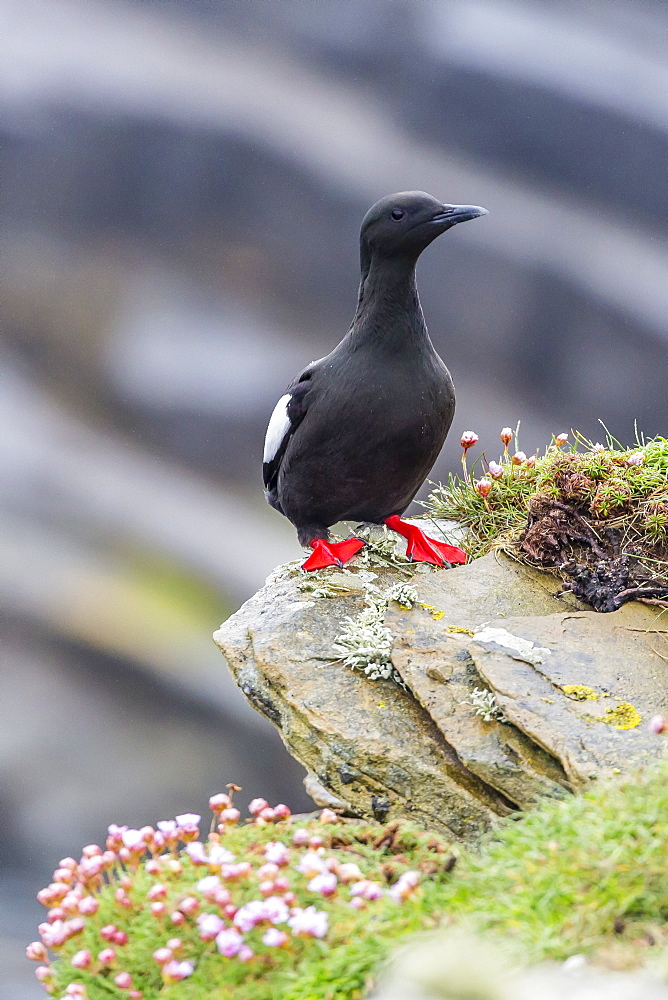 Adult black guillemot (Cepphus grylle) on Sumburgh Head, Mainland Island, Shetland Isles, Scotland, United Kingdom, Europe