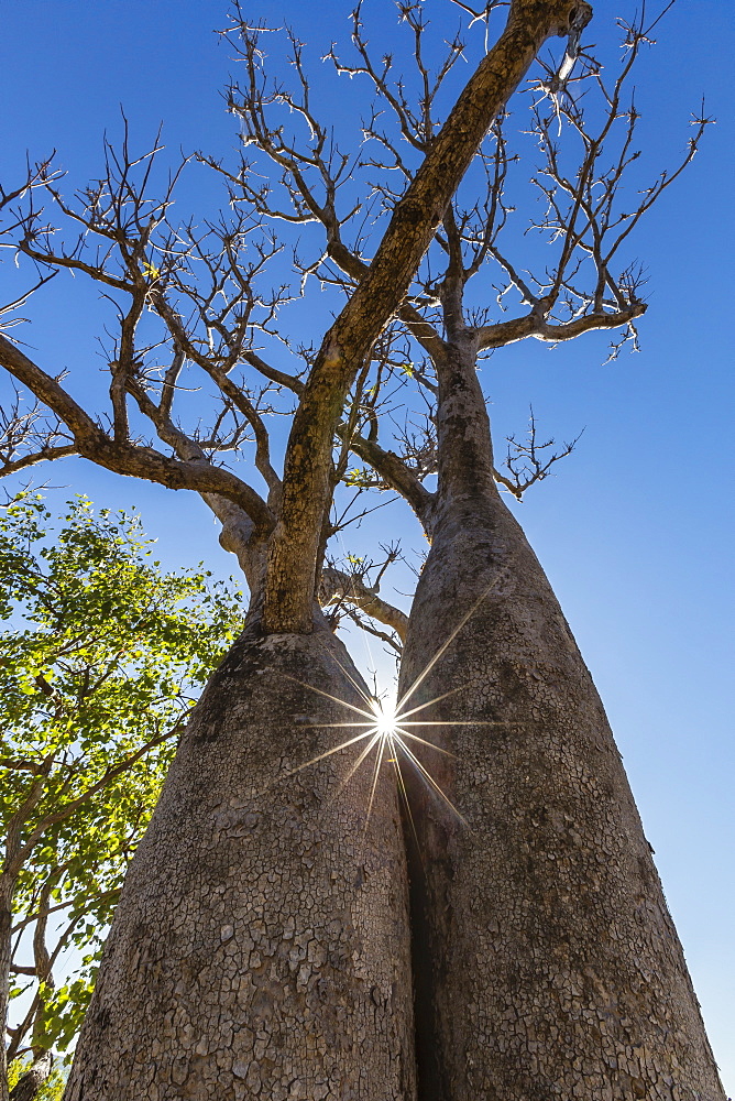 The Australian boab tree (Adansonia gregorii), Camden Harbour, Kimberley, Western Australia, Australia, Pacific