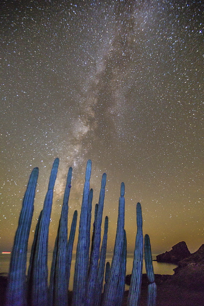 Night view of the Milky Way with organ pipe cactus (Stenocereus thurberi) in foreground, Himalaya Beach, Sonora, Mexico, North America