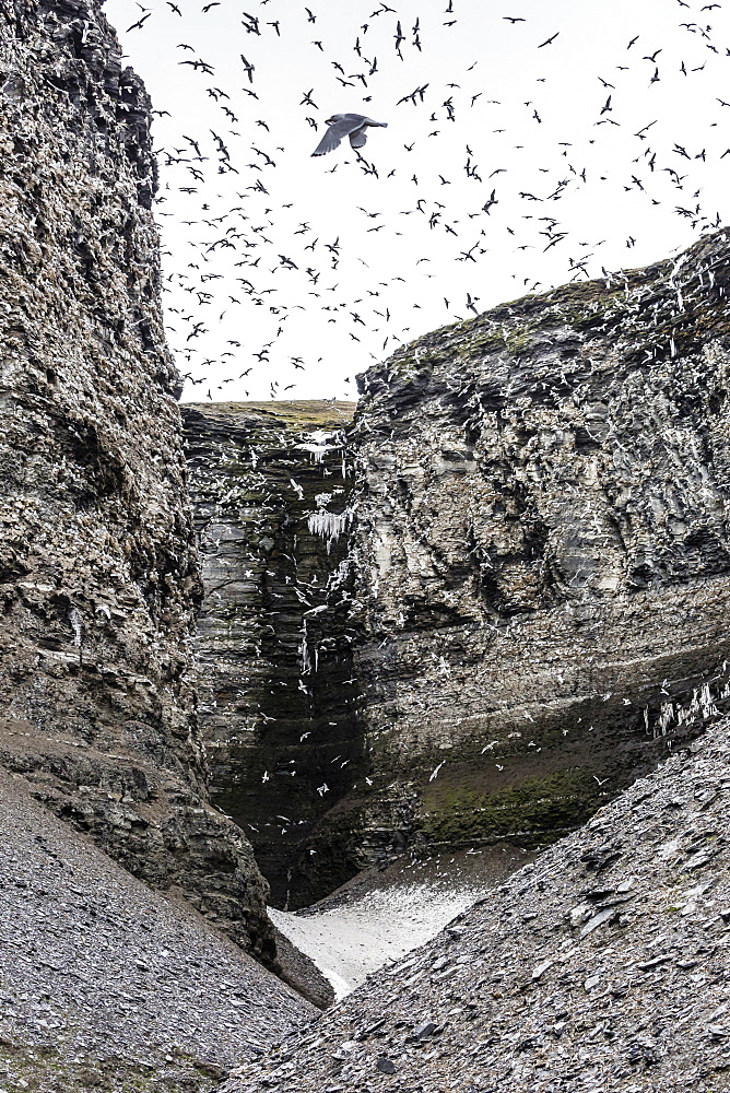 Adult black-legged kittiwakes (Rissa tridactyla) take flight by the hundred at nesting site at Diskobukta, Edgeoya, Svalbard, Arctic, Norway, Scandinavia, Europe