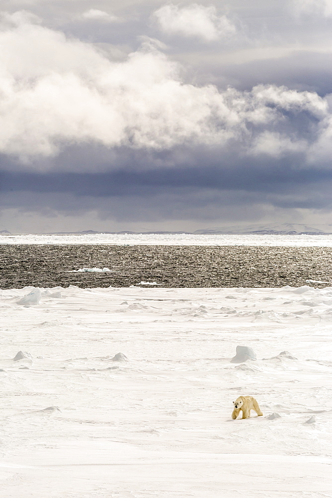 Adult polar bear (Ursus maritimus) on first year sea ice near Cape Fanshawe, Spitsbergen, Svalbard, Arctic, Norway, Scandinavia, Europe