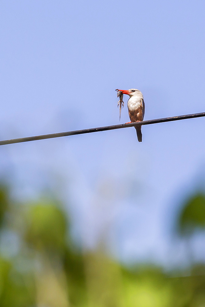 Grey-headed kingfisher (Halcyon leucocephala) with lizard at Curral Grande, Fogo Island, Cape Verde, Africa