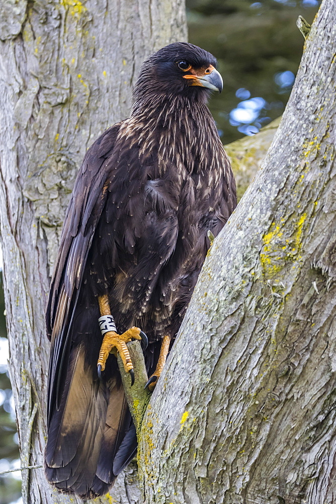 Adult striated caracara (Phalcoboenus australis), known locally as a Johnny Rook, Carcass Island, Falkland Islands, U.K. Overseas Protectorate