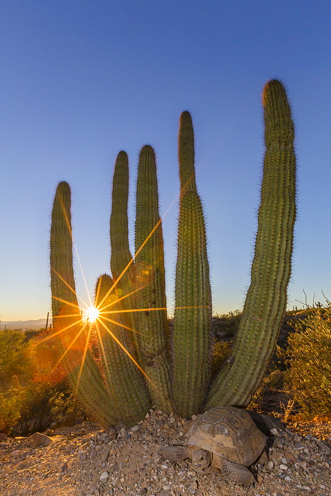 Adult captive desert tortoise (Gopherus agassizii) at sunset at the Arizona Sonora Desert Museum, Tucson, Arizona, United States of America, North America