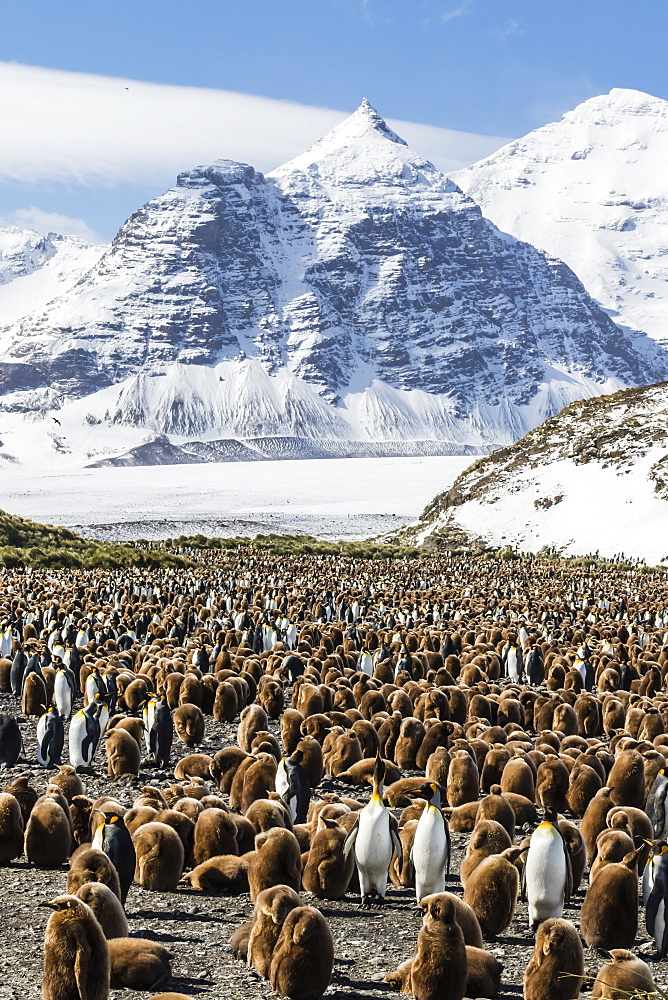 Adult and juvenile king penguins (Aptenodytes patagonicus), at breeding colony at Salisbury Plain, South Georgia, Polar Regions