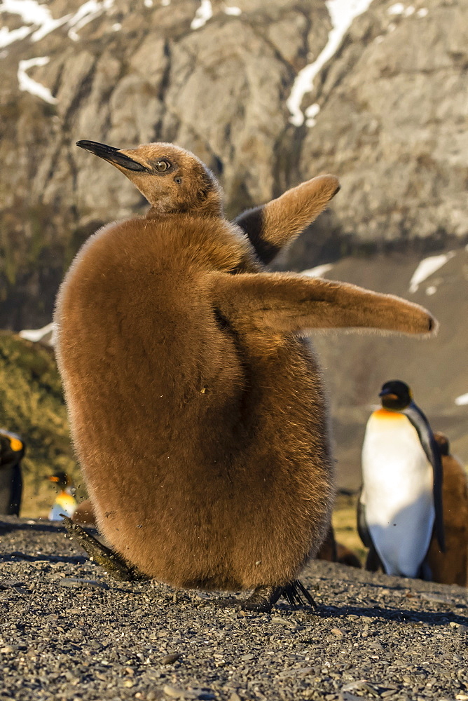 King penguin chick (Aptenodytes patagonicus), ecstatic display in Gold Harbor, South Georgia, Polar Regions