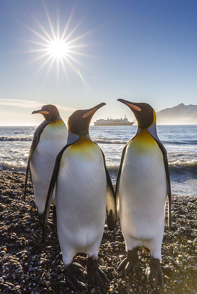 King penguins (Aptenodytes patagonicus) at sunrise, in St. Andrews Bay, South Georgia, Polar Regions