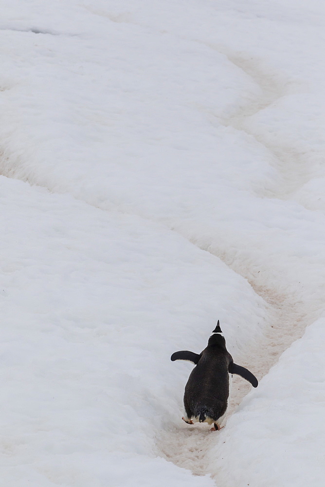 Gentoo penguin (Pygoscelis papua) climbing penguin highway on Cuverville Island, Antarctica, Polar Regions