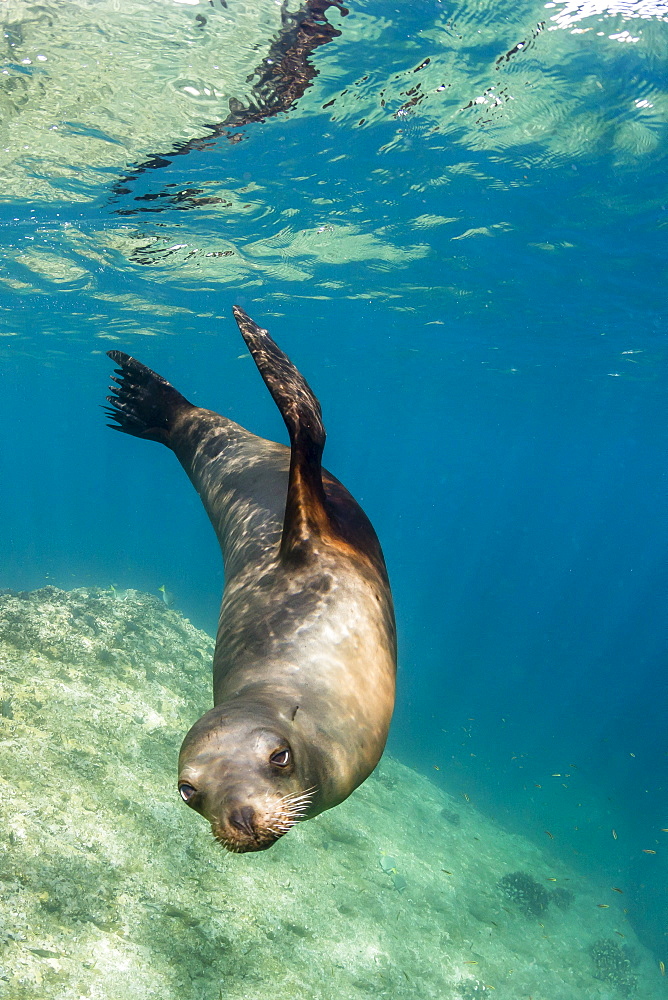 Adult California sea lion (Zalophus californianus) underwater at Los Islotes, Baja California Sur, Mexico, North America