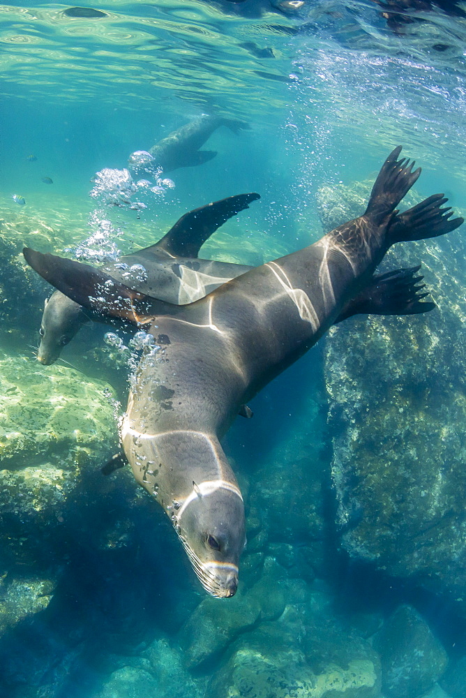 Adult California sea lions (Zalophus californianus) underwater at Los Islotes, Baja California Sur, Mexico, North America