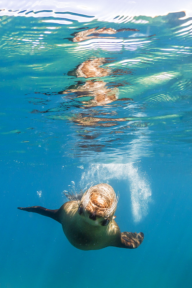 Adult California sea lion (Zalophus californianus) underwater at Los Islotes, Baja California Sur, Mexico, North America