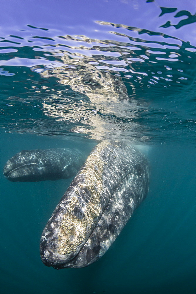 California gray whale (Eschrichtius robustus) mother and calf underwater in San Ignacio Lagoon, Baja California Sur, Mexico, North America