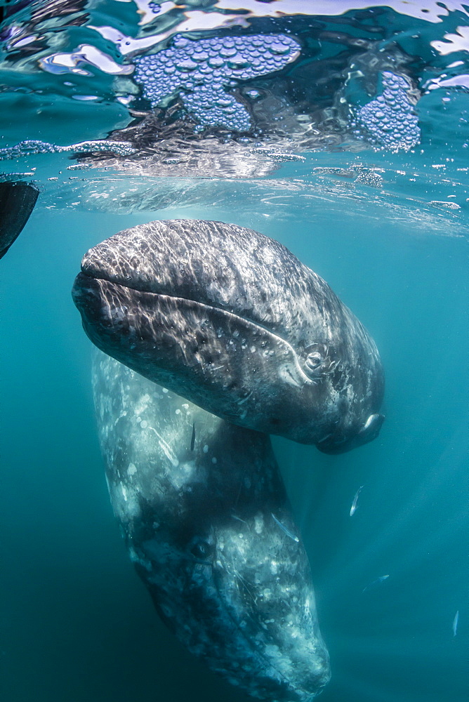 California gray whale (Eschrichtius robustus) mother and calf underwater in San Ignacio Lagoon, Baja California Sur, Mexico, North America