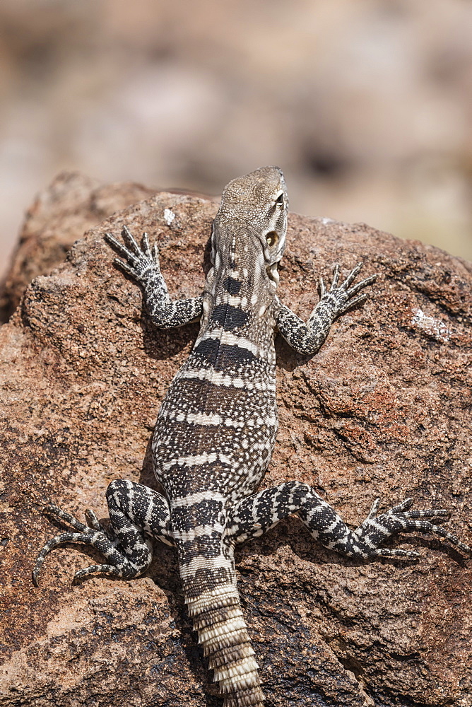 A juvenile spiny-tailed iguana (Ctenosaura conspicuosa), Isla San Esteban, Baja California, Mexico, North America