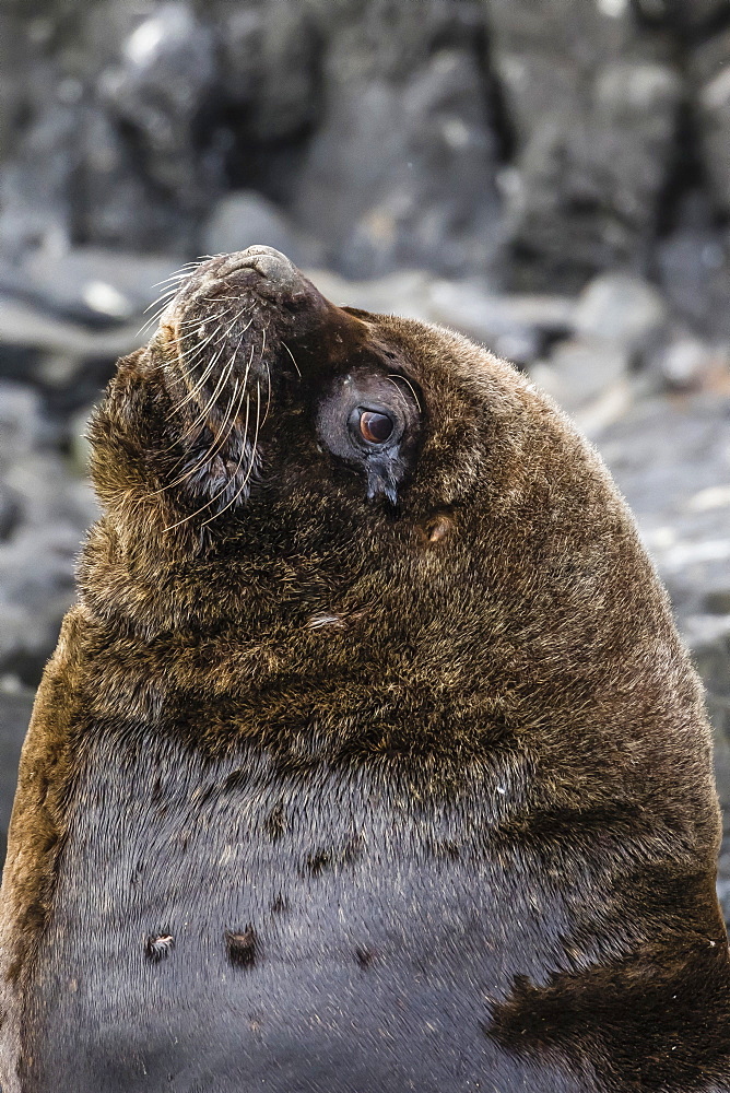 South American sea lion bull (Otaria flavescens) at breeding colony just outside Ushuaia, Beagle Channel, Argentina, South America