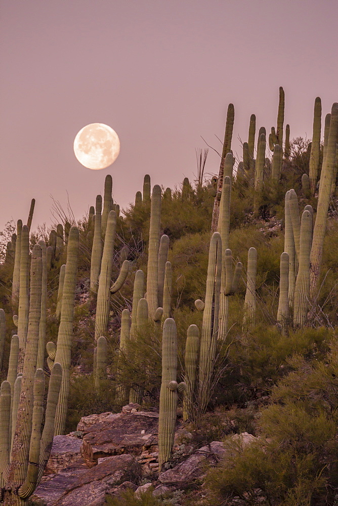 Giant saguaro cactus (Carnegiea gigantea), under full moon in the Catalina Mountains, Tucson, Arizona, United States of America, North America