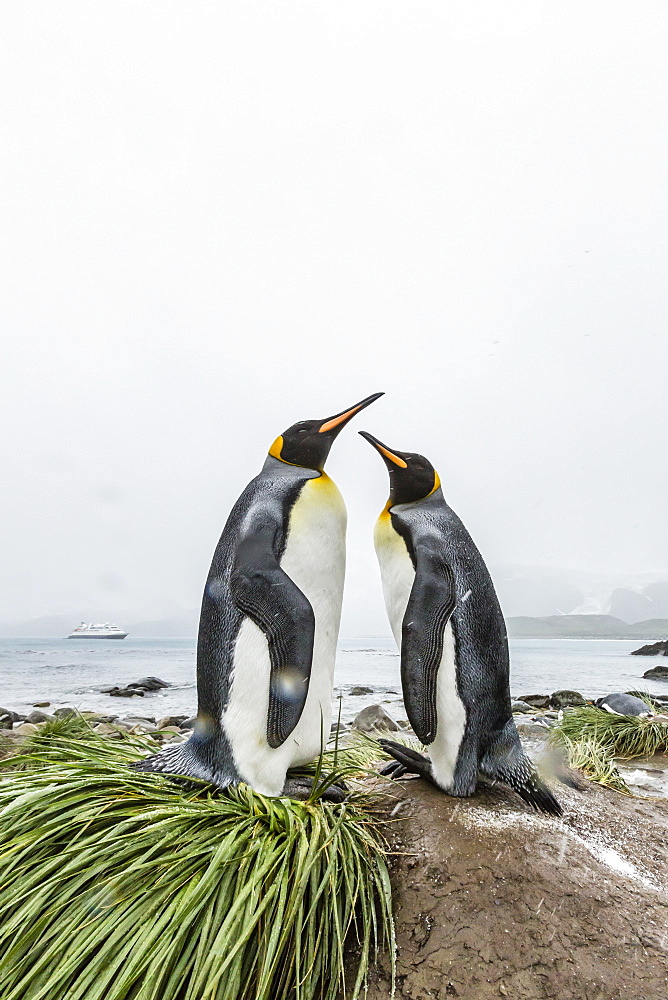 King penguins (Aptenodytes patagonicus) courtship display on the beach at Gold Harbour, South Georgia, Polar Regions