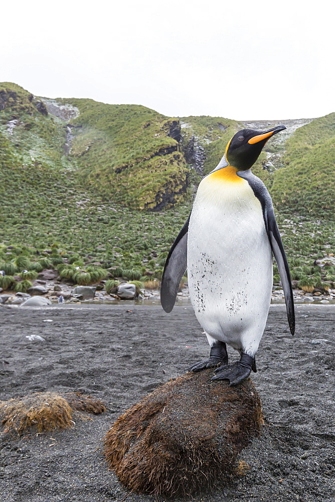 King penguin (Aptenodytes patagonicus), breeding colony at Gold Harbour, South Georgia, Polar Regions